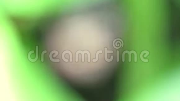 模糊的绿色自然背景带球的叶子全高清视频的预览图