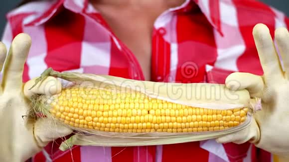 特写女农民双手戴着手套握着大玉米棒在格子衬衫背景下在工作室健康营养视频的预览图
