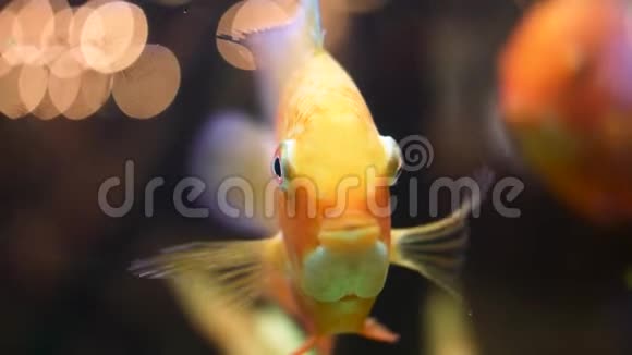 在水族馆里宏为美丽的金鱼的脸而特写框架金色的鱼张开闭上嘴视频的预览图