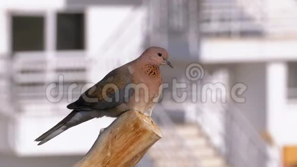 埃及鸽子坐在酒店背景上的树枝上视频的预览图