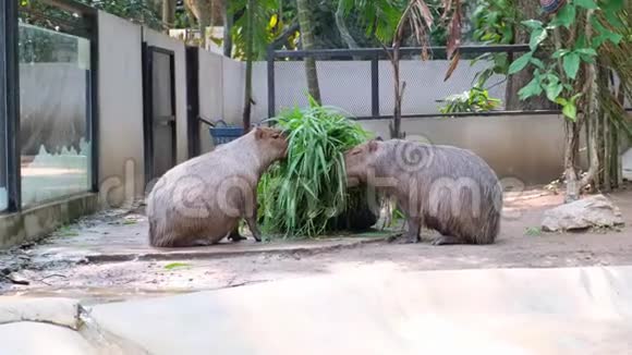 卡普巴拉是世界上最大的啮齿动物卡普巴拉坐在绿草上视频的预览图
