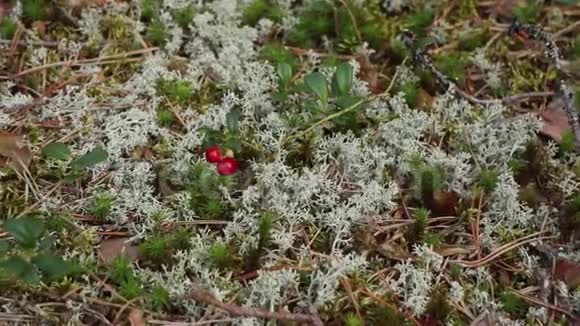 红莓在雅格尔苔藓中视频的预览图