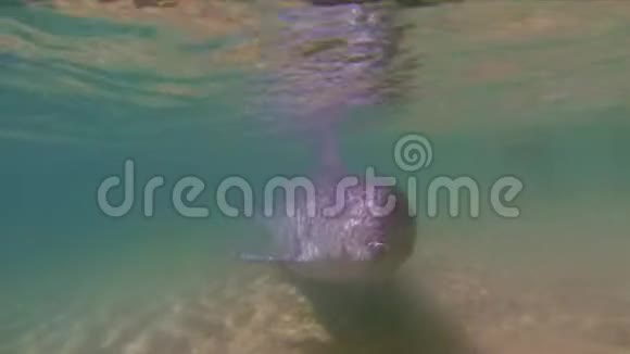 海豚特写快乐嬉戏的澳大利亚驼背海豚游泳海洋哺乳动物视频的预览图