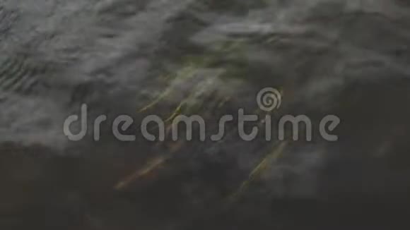 靠近顶部的视野黄色的海草在暗水下摇曳录像在快的水中生长的草视频的预览图