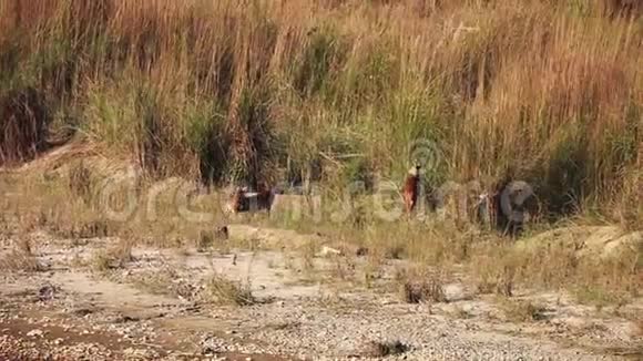 赤湾国家公园里的雌性桑巴鹿也叫菲律宾鹿或鲁萨鹿视频的预览图