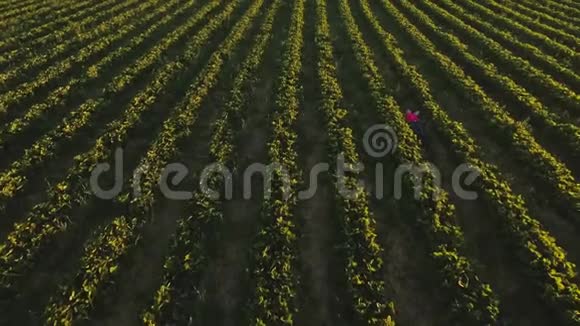 少女在草莓灌木丛中的地上放松鸟瞰视频的预览图