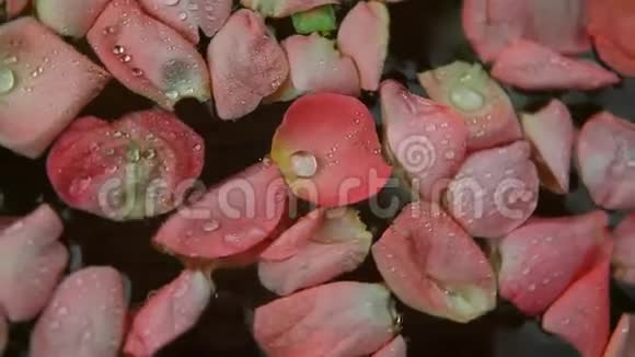 花瓣玫瑰水滴高清镜头视频的预览图