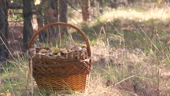 一个森林里装满各种蘑菇的Wicker篮子视频的预览图