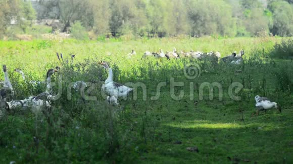 美丽的鹅群在草原上放牧视频的预览图