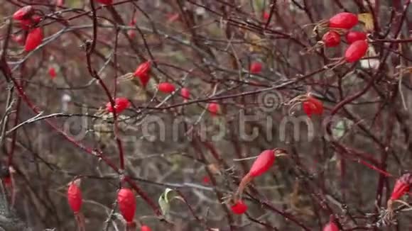一种玫瑰红色浆果视频的预览图
