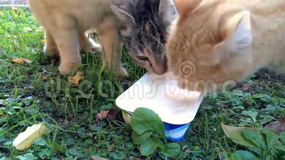猫吃牛奶奶油视频的预览图