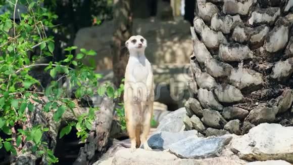 可爱的猫鼬动物园里动物的概念视频的预览图