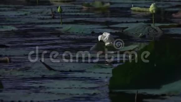 白莲花田间一片沼泽视频的预览图