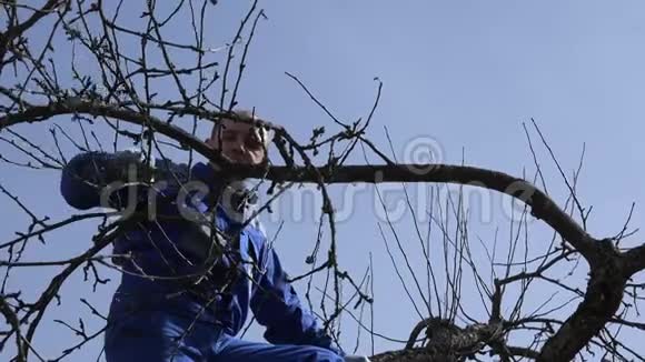 早春熟练的园丁修剪苹果树的枝条视频的预览图