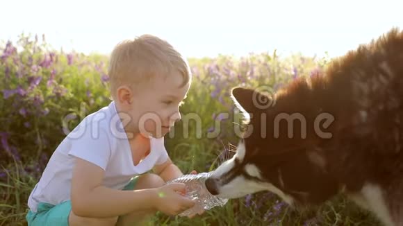 一个带着西伯利亚哈士奇在麦田里玩耍的小男孩狗从主人手中喝水水是视频的预览图
