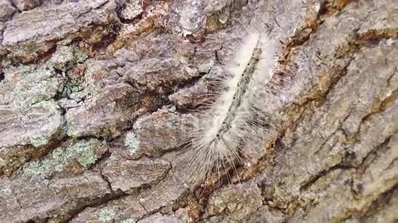 虫毛毛虫在树皮上缓慢地爬行视频的预览图