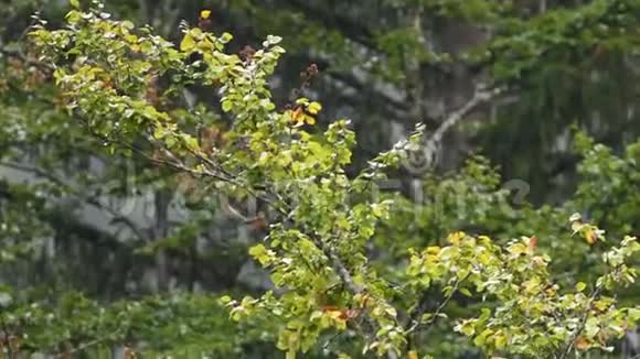 榉树树枝雨中有叶子视频的预览图