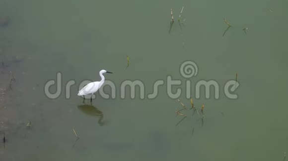 鸟步的俯视图可在河上觅食和飞翔视频的预览图