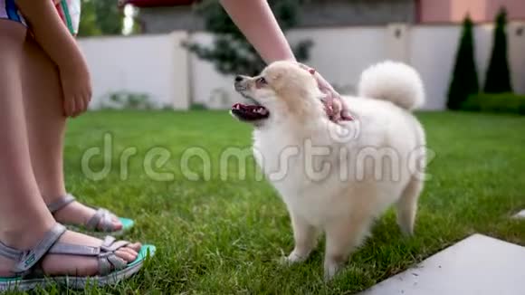 孩子们手在草地上抚摸着一只白色奶油肥犬令人窒息的狗视频的预览图