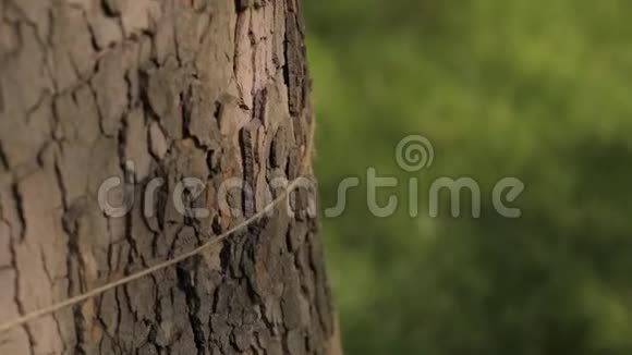 树干上的灰色手工线树饰枫树上的线视频的预览图