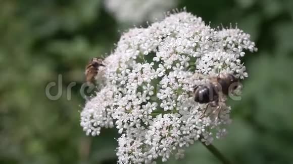 在风中摇曳的白色花朵上的蜜蜂视频的预览图