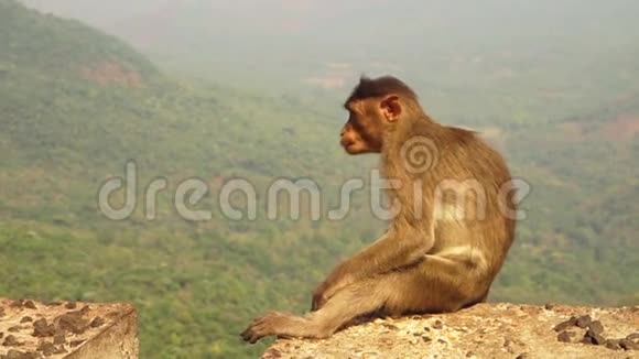 印度一只猴子在看丛林视频的预览图
