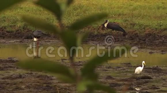 印度的鸟类在观察干涸的湖泊视频的预览图