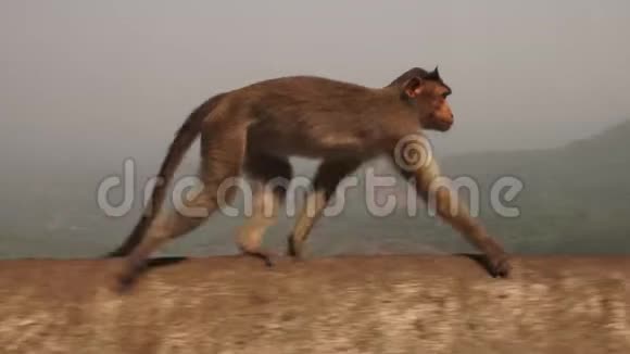 在印度农村一只猴子穿过一个路障视频的预览图