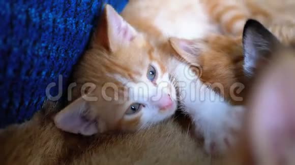 毛茸茸的可爱的红色小猫谎言和环顾四周视频的预览图