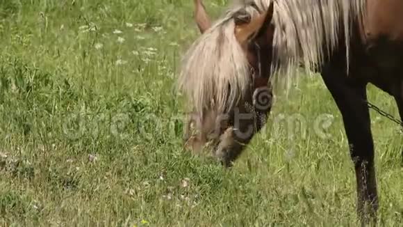 一匹漂亮的马在草地上吃草阳光明媚的一天视频的预览图