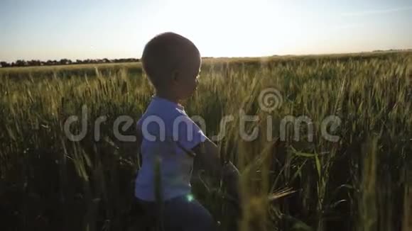 快乐的小学步男孩在夏天的日落时在麦田里玩快乐的童年夏天暑假视频的预览图