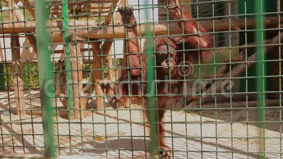 动物园里的猩猩从笼子里往外看动物园里一只美丽的猩猩视频的预览图