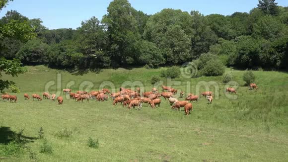 红牛在郁郁葱葱的草地上觅食视频的预览图