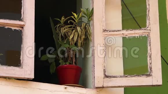 窗户附近有植物的罐子视频的预览图