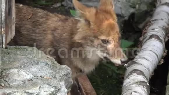 俄罗斯高加索多姆拜国家公园的特写橙色狐狸视频的预览图