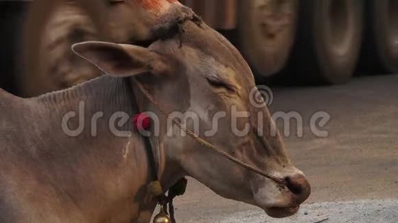 一头牛在一条繁忙的印度街上视频的预览图