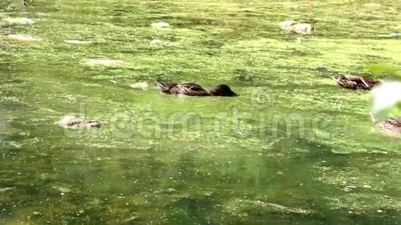 在绿水中游泳的鸭子特写野生可爱的鸭子漂浮在绿油油的水中被温暖的光线照亮视频的预览图