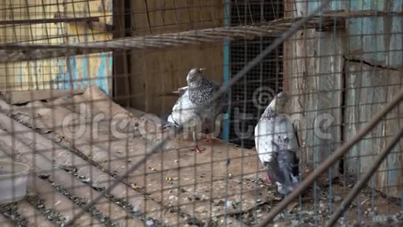两只鸽子坐在印度的笼子里视频的预览图