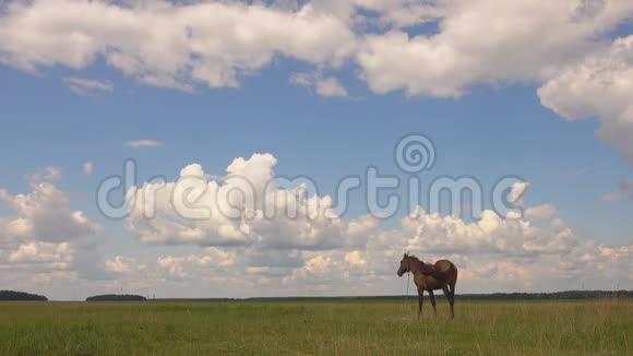 一匹漂亮的马在田里放牧视频的预览图
