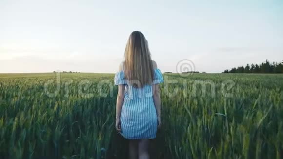 女孩走在绿色的小麦田里的背影视频的预览图