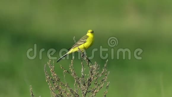 黄色的鸟黄色的摇尾巴坐在干燥的灌木上夏日阳光明媚的早晨视频的预览图
