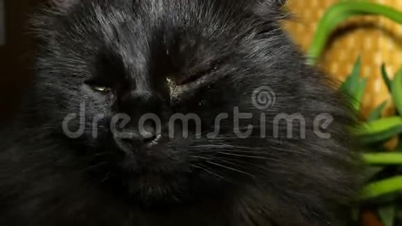 毛茸茸的家黑猫特写镜头视频的预览图