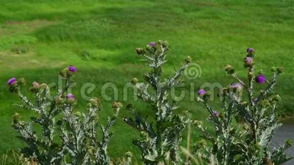 俄罗斯草原上的蓟刺视频的预览图