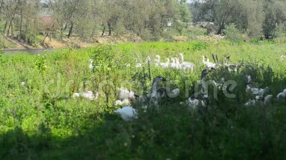 美丽的鹅群在草原上放牧视频的预览图