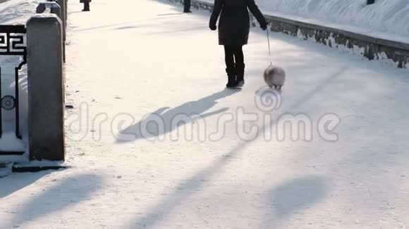 在白雪覆盖的冬季公园里一个面目全非的女人带着一只小狗在皮带上散步后景视频的预览图