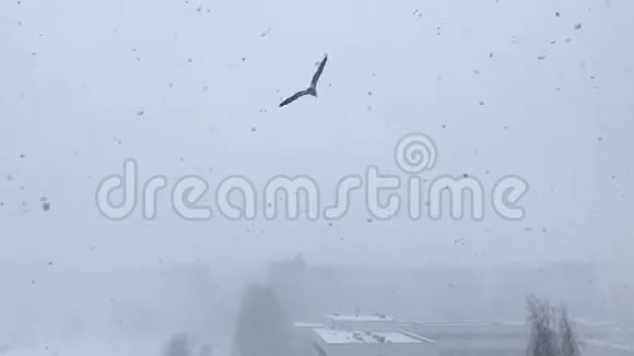 海鸥于2019年3月在拉托维亚里加号飞行在暴风雪和雾中的大风日飞行视频的预览图