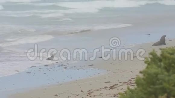 弗林德大通国家公园的海岸景观视频的预览图