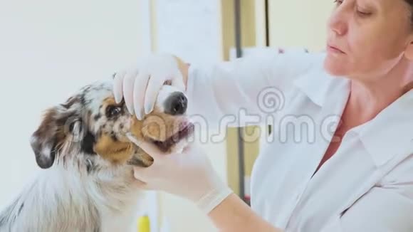 在兽医诊所检查去检查狗牙宠物概念视频的预览图