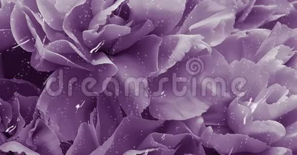 紫色浪漫美丽的花在雨中视频的预览图