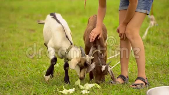 山羊农场上的滑稽山羊农业旅游农场动物家庭参观社区农场女孩喂养山羊夏季视频的预览图